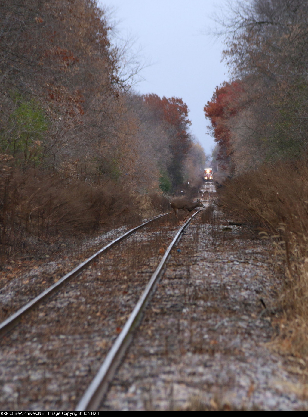 A single doe crosses the tracks as L593 approaches from the east